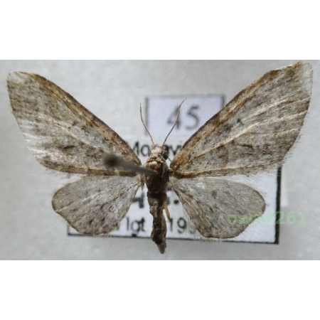 Eupithecia abbreviata Stephens, 1831 Czech45